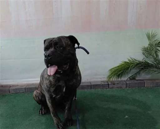 A young large-sized male Mastiff dog named Mack for adoption in Baldwin Park, CA