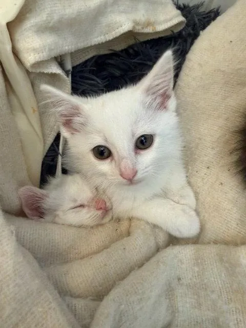 A young small-sized female White Domestic Short Hair cat named Urbosa for adoption in Aurora, CO