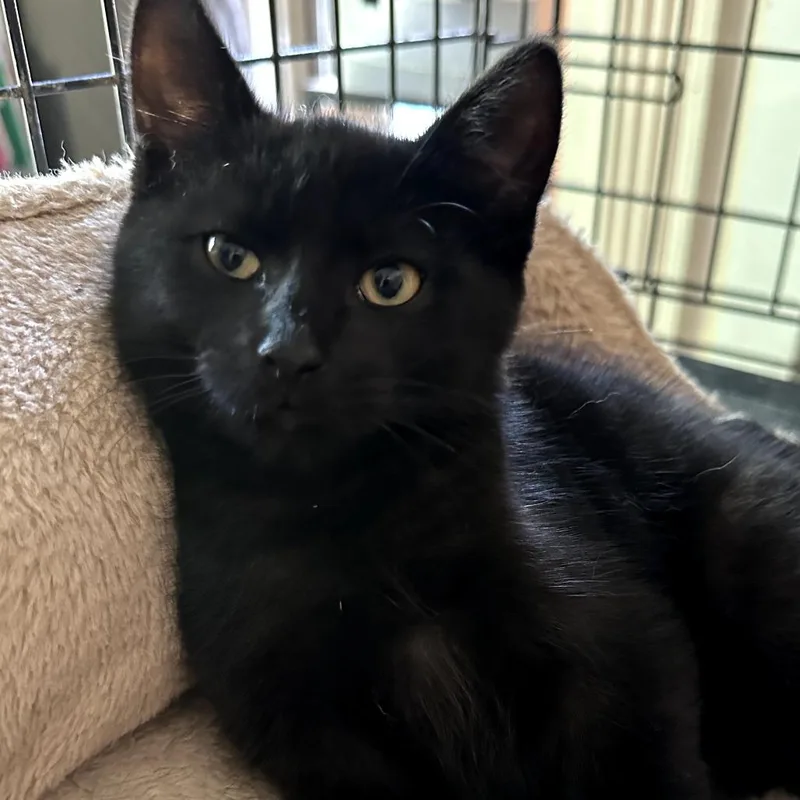 Sammy