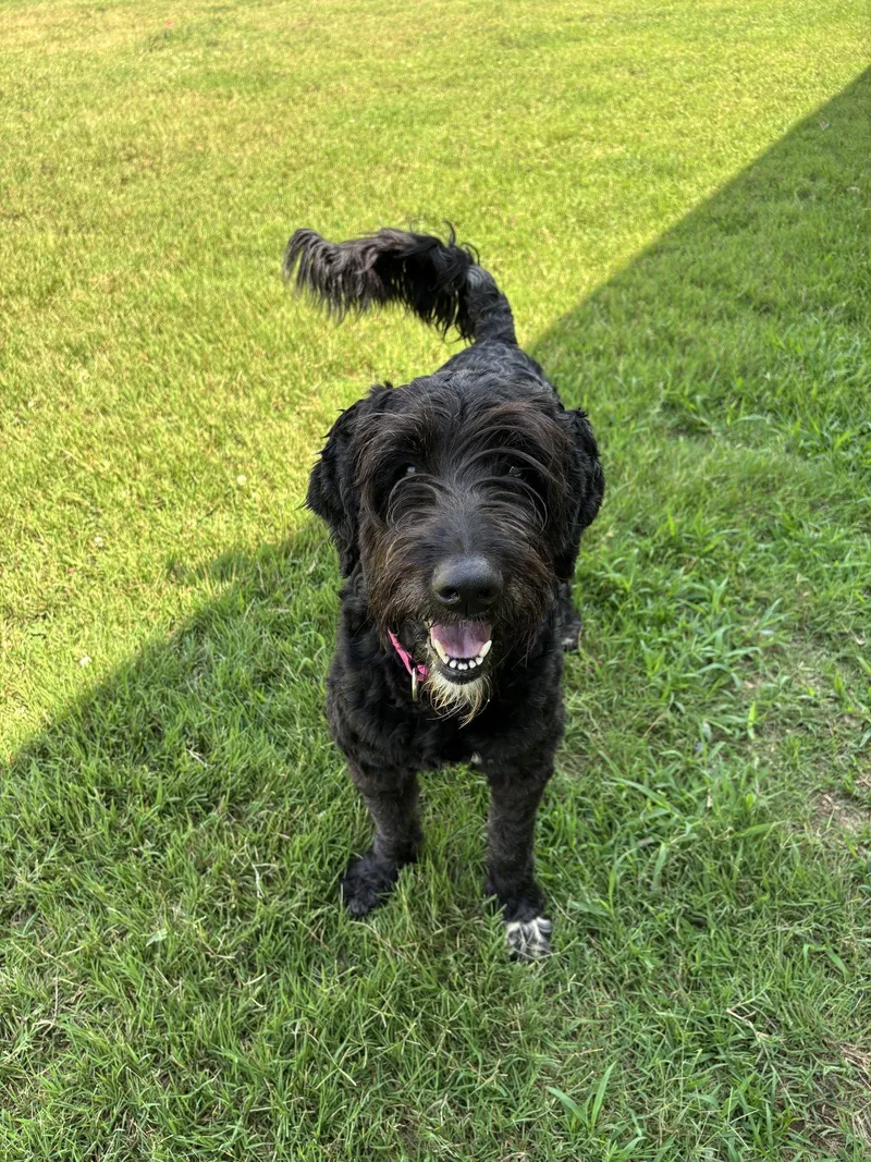 An adult large-sized female Standard Poodle dog named Lola Mae June for adoption in Pacolet, SC