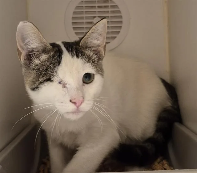 A baby small-sized male Domestic Short Hair cat named Skeeter for adoption in Lodi, CA