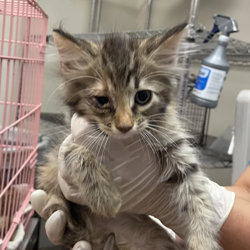 A baby small-sized female Calico Domestic Short Hair cat named Tweety Bird for adoption in Santa Barbara, CA