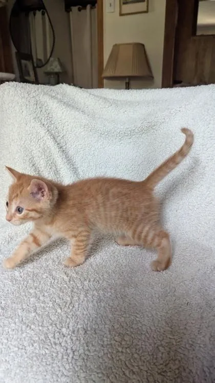 A baby medium-sized male Domestic Short Hair cat named Milton Haystack for adoption in Savannah, GA