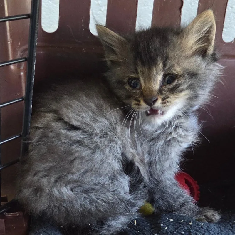 A baby small-sized male Brown / Chocolate Domestic Short Hair cat named Bandit for adoption in Chattanooga, TN