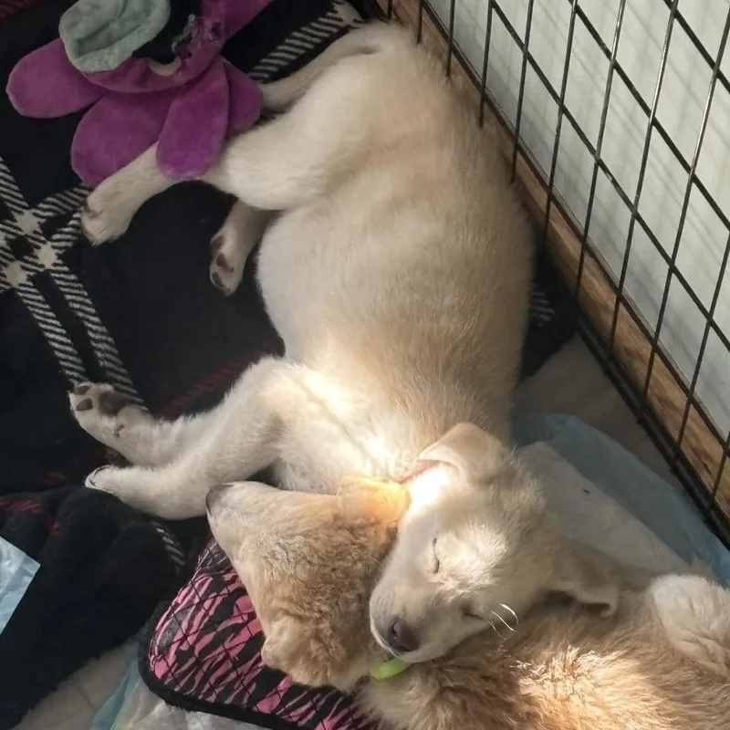 A baby small-sized female White / Cream Mixed Breed dog named Yukon for adoption in Buffalo, MN