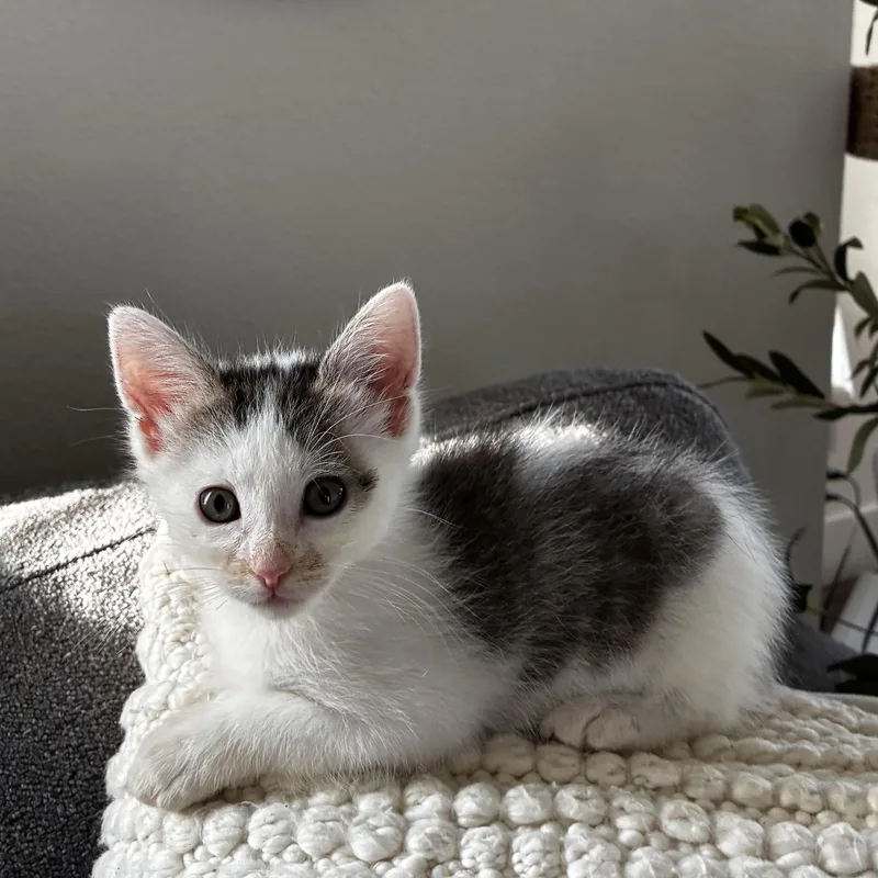A baby small-sized female White Domestic Short Hair cat named Penny Van Byssum for adoption in Morrison, CO
