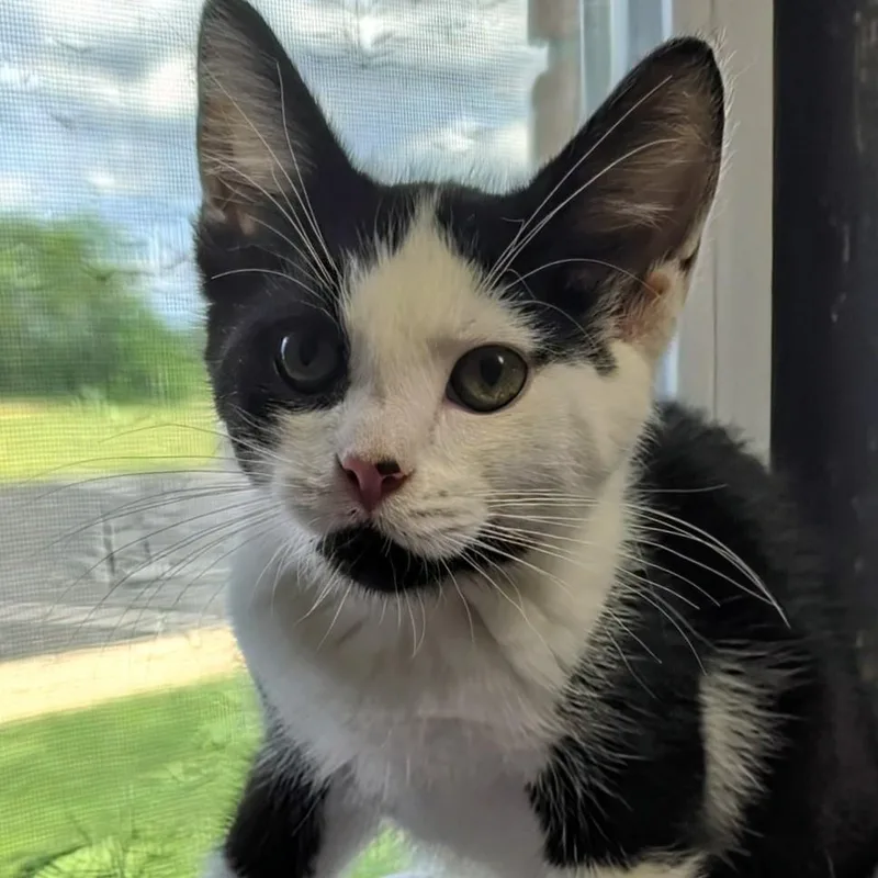 A baby small-sized male Black Domestic Short Hair cat named Jake for adoption in West Jefferson, OH