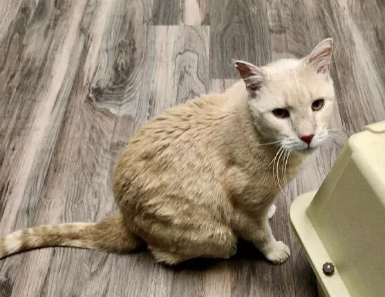 A senior medium-sized male Buff & White Domestic Short Hair cat named Finnfiv Positive for adoption in Yardley, PA