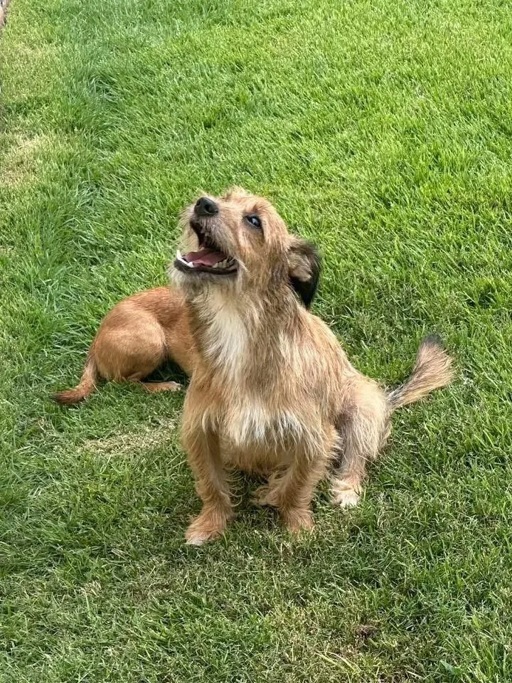 A young small-sized male Brown / Chocolate Terrier dog named Kevin for adoption in New Bedford, MA
