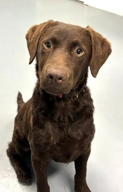 A baby medium-sized female Brown / Chocolate Chesapeake Bay Retriever dog named Espresso for adoption in Hawk Point, MO