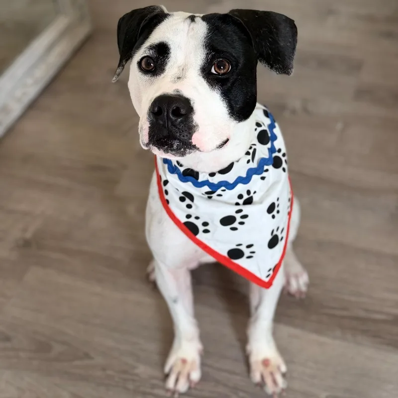 A young medium-sized male Black Boxer dog named Cooper for adoption in Lake Forest, IL