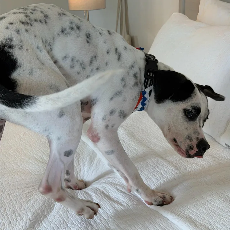 Cooper thumbnail 4
