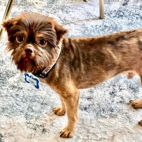 An adult small-sized male Shih Tzu dog named Toby for adoption in Wake Forest, NC