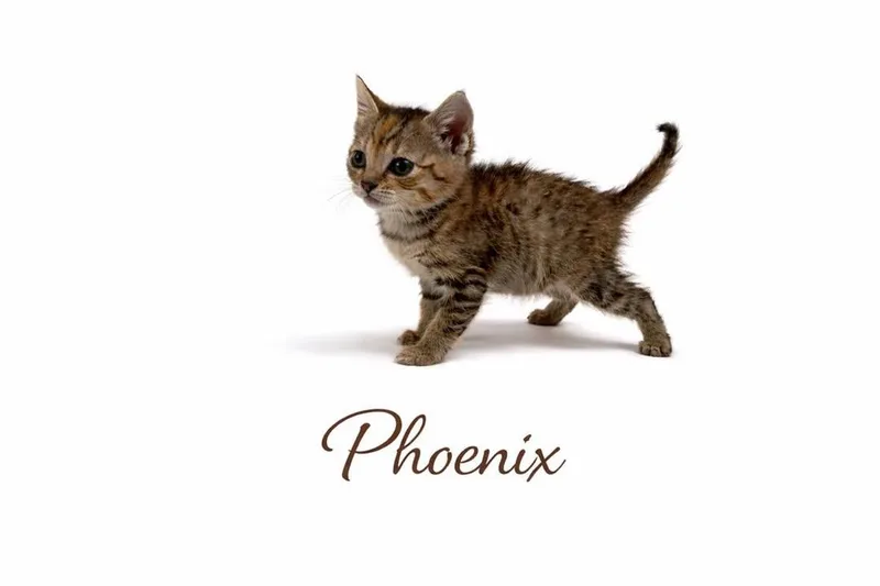 A baby medium-sized female Tabby (Brown / Chocolate) Tabby cat named Phoenix for adoption in Trophy Club, TX