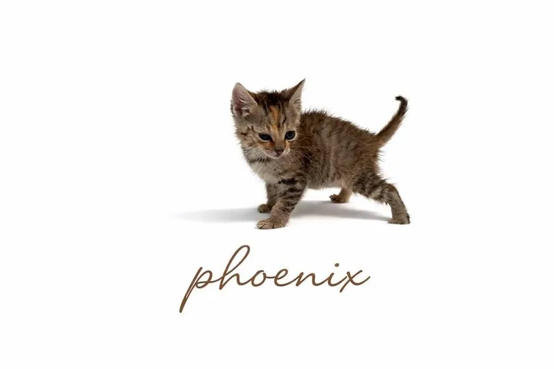 Phoenix thumbnail 6