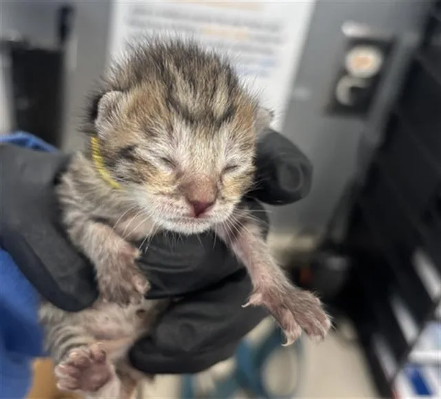 A baby medium-sized female Domestic Short Hair cat named Parker for adoption in Dallas, TX