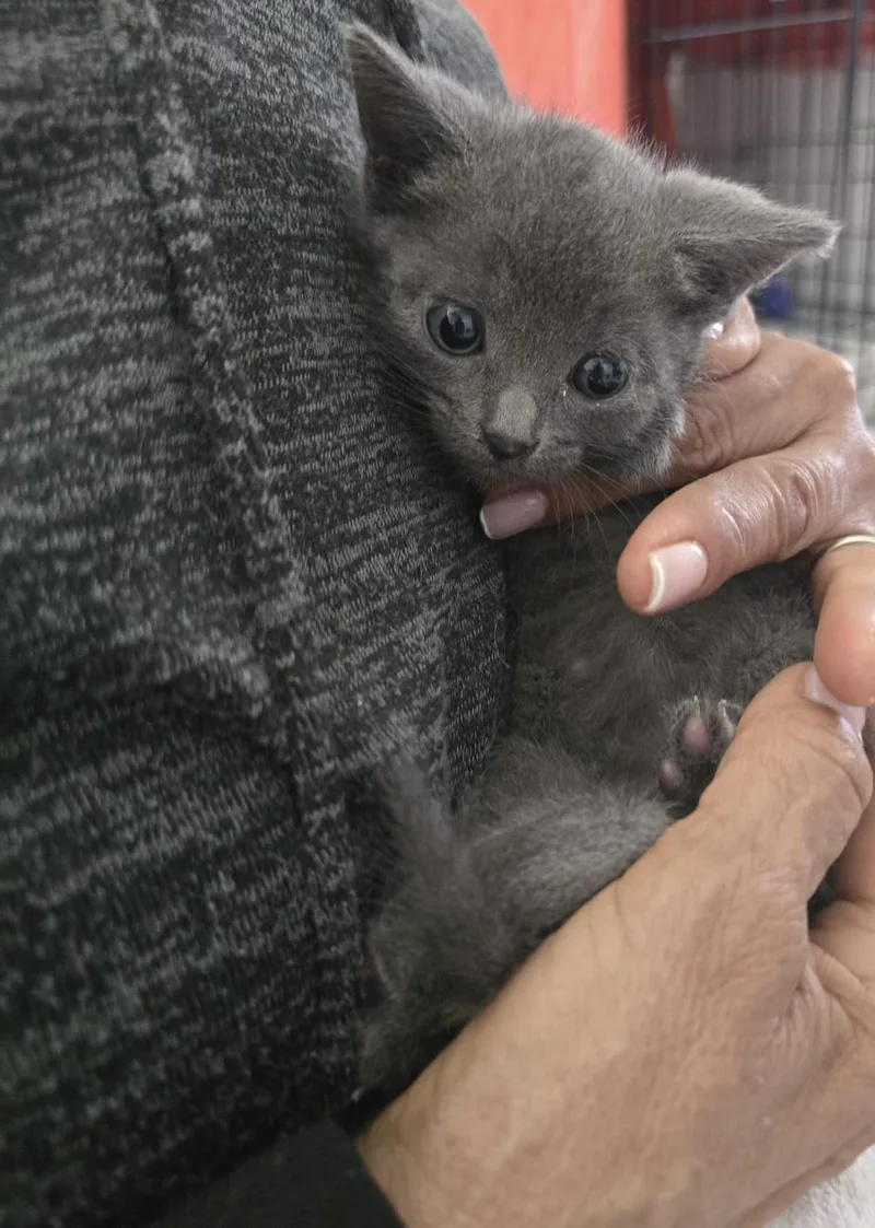 A baby small-sized female Gray / Blue / Silver Domestic Short Hair cat named Baby Linda for adoption in Parkland, FL