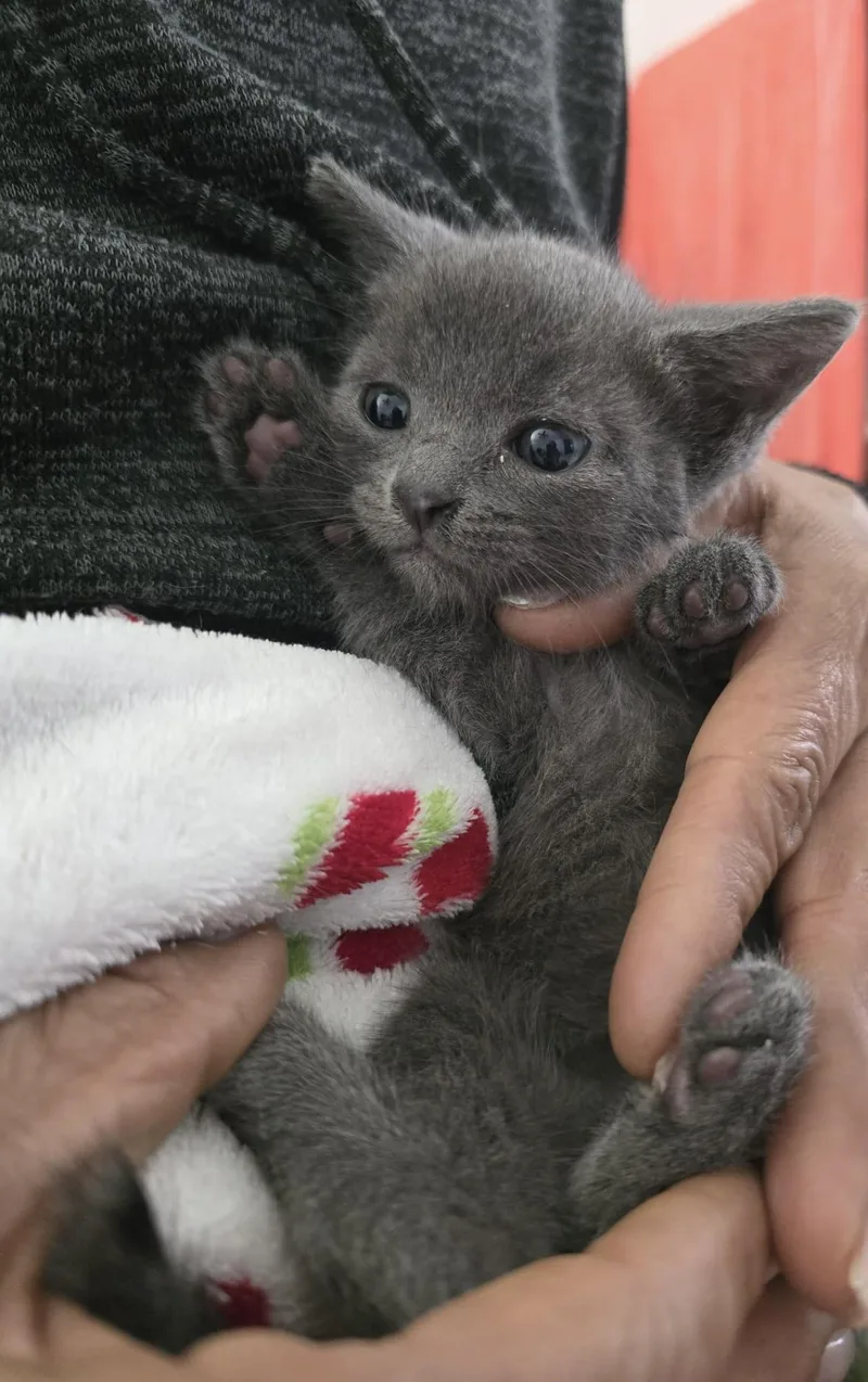 Baby Linda thumbnail 2