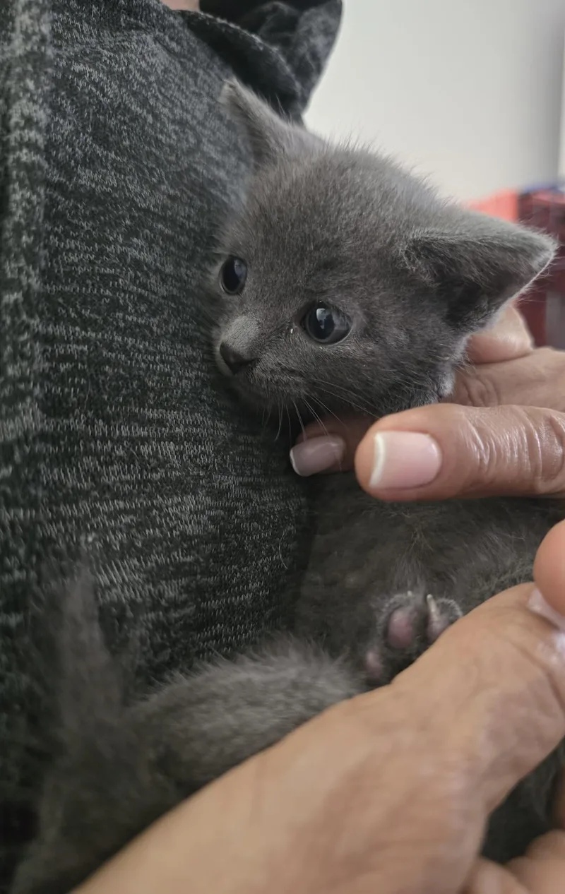 Baby Linda thumbnail 3