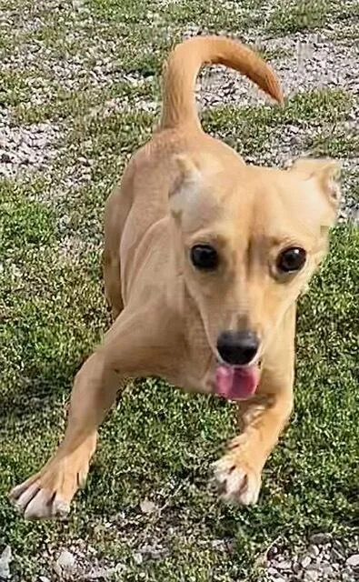 A young small-sized female Chihuahua dog named Melody for adoption in Polson, MT
