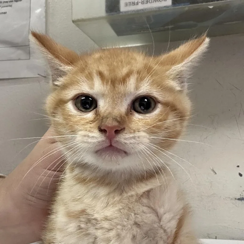 A baby small-sized male Orange / Red Domestic Short Hair cat named Bambi for adoption in Charleston, WV