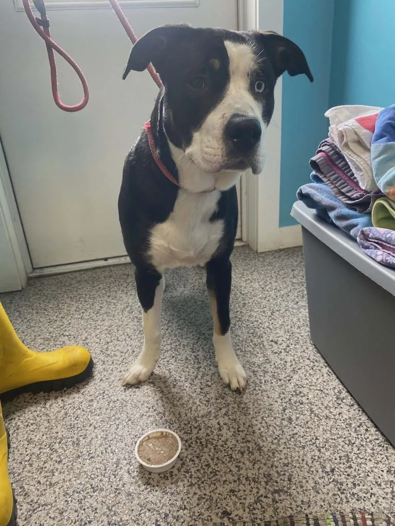 A young medium-sized male Pit Bull Terrier dog named Goose for adoption in Kendallville, IN