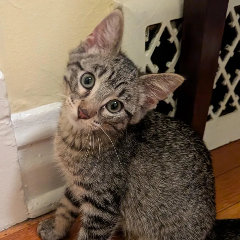 A baby medium-sized male Tabby (Brown / Chocolate) Domestic Short Hair cat named Rami for adoption in Chicago, IL