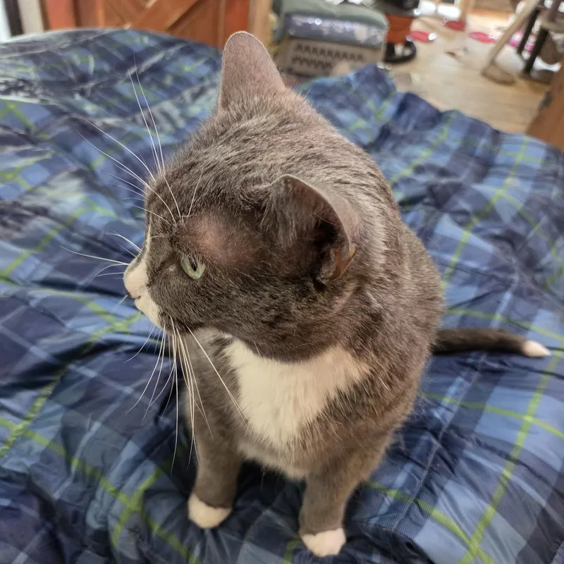 A senior large-sized female Gray / Blue / Silver Domestic Short Hair cat named Dart for adoption in Harrisonburg, VA