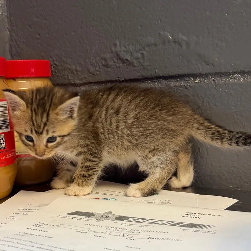 A baby small-sized male Brown / Chocolate Domestic Short Hair cat named TUSCStray_ for adoption in Tuscaloosa, AL