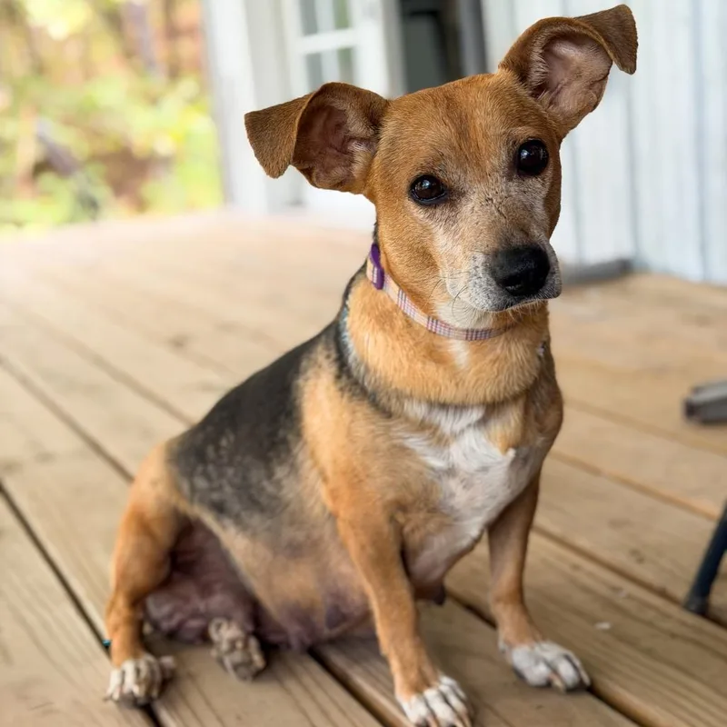 A baby medium-sized female Beagle dog named Journey for adoption in Branson, MO