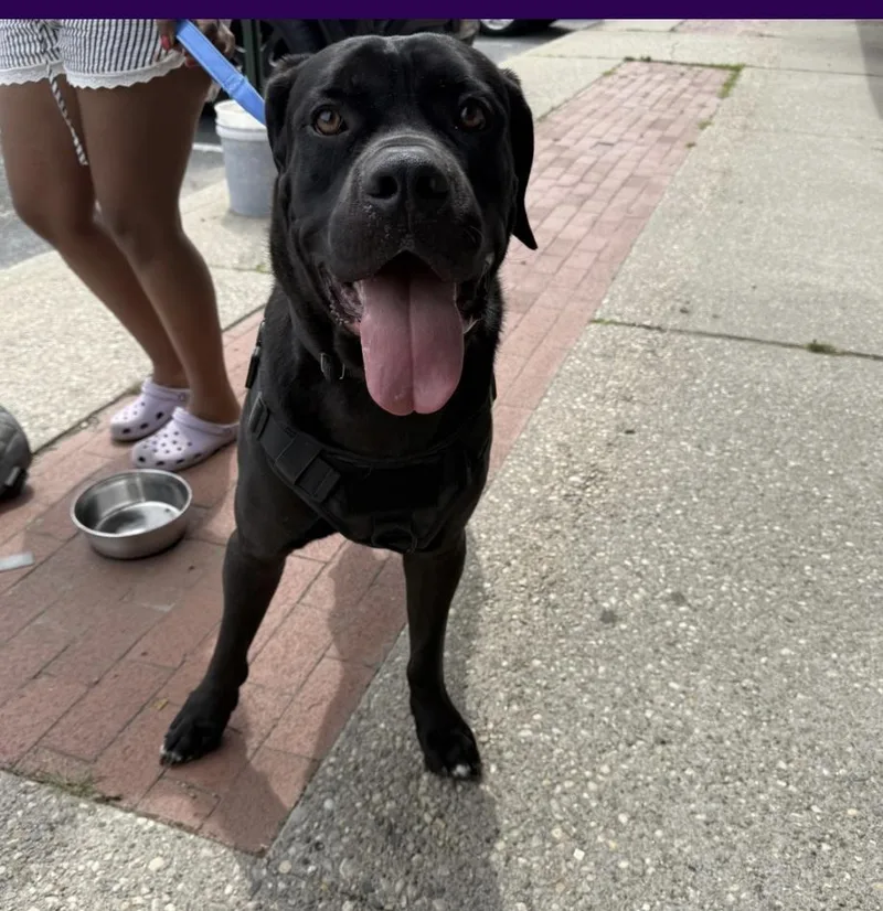 Sheeba & Annubus thumbnail 3