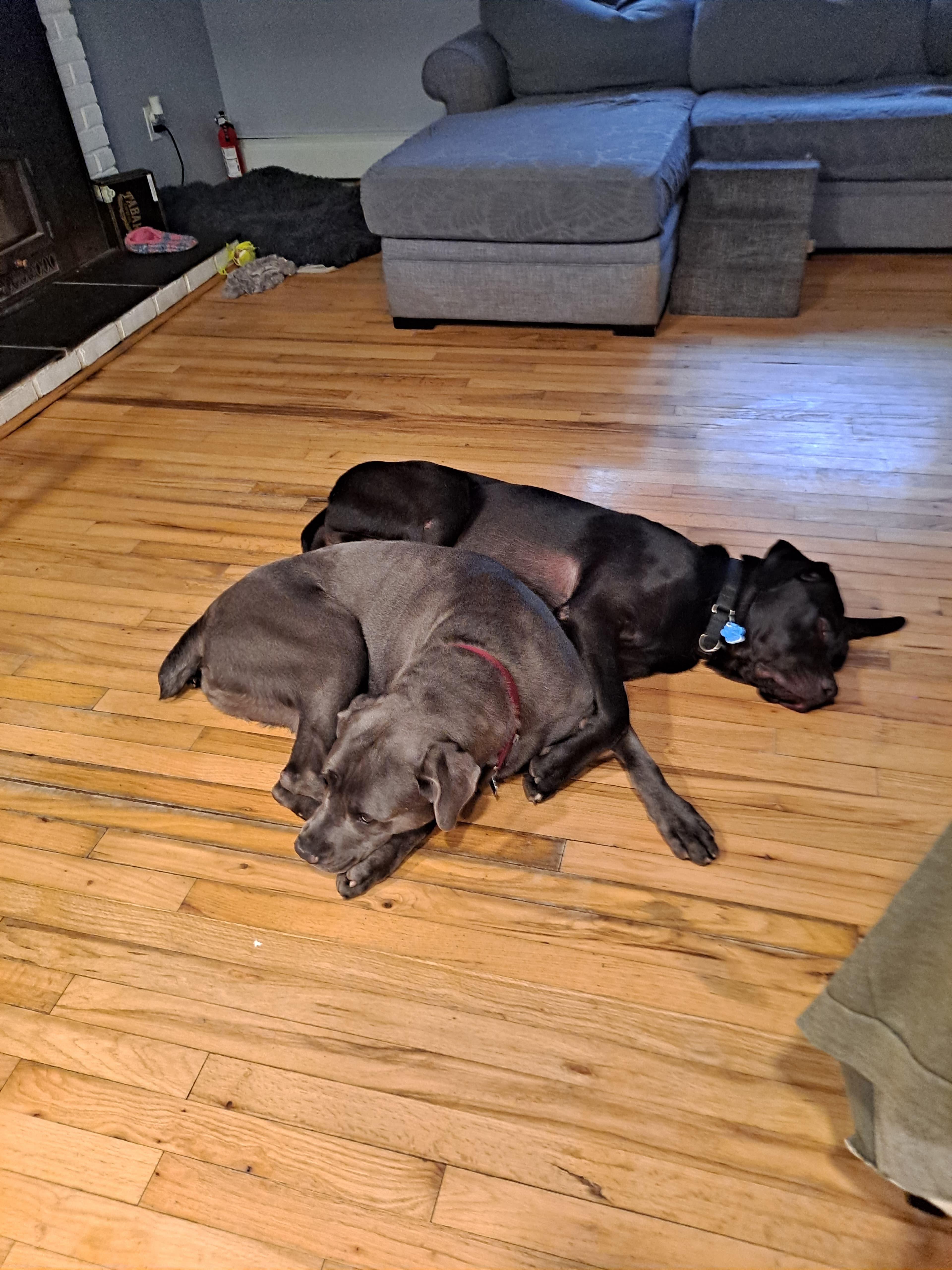 Sheeba & Annubus thumbnail 4