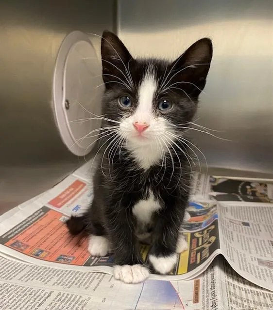 A baby small-sized male Domestic Short Hair cat named Timon for adoption in Las Vegas, NV