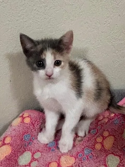 A young medium-sized female Calico Domestic Short Hair cat named Chick Pea for adoption in Fort Collins, CO