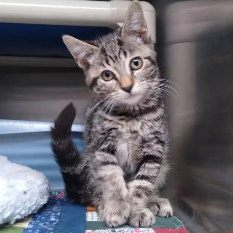 A young medium-sized female Tabby (Brown / Chocolate) Domestic Short Hair cat named Pandora for adoption in Wyandotte, MI