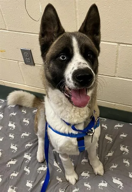 An adult large-sized female Akita dog named Toga for adoption in Boston, MA
