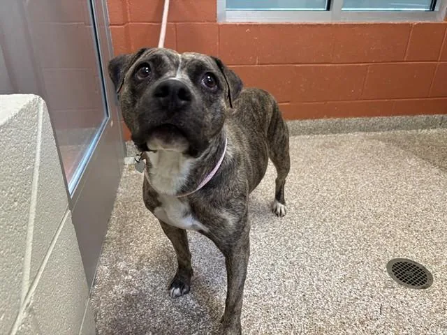 Nova