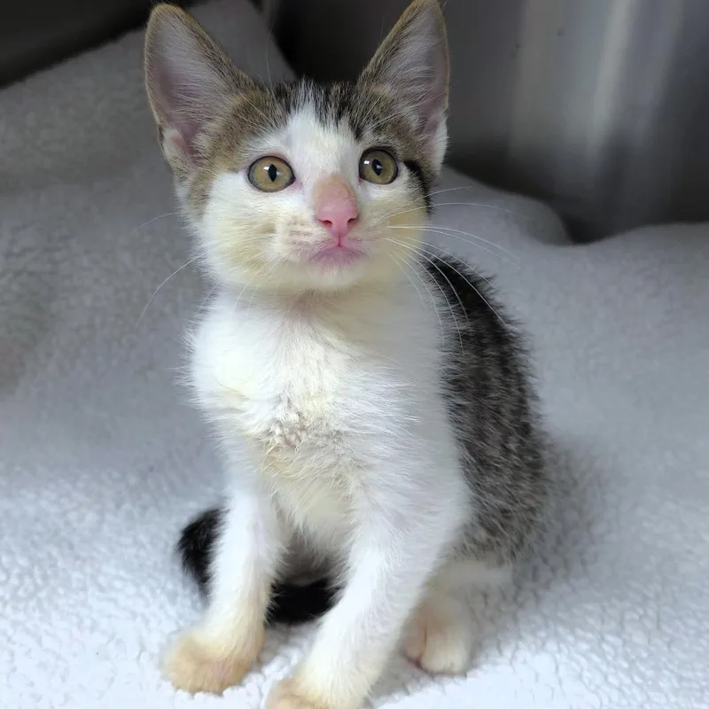 A baby small-sized female Brown / Chocolate Domestic Short Hair cat named Sprite for adoption in Michigan City, IN