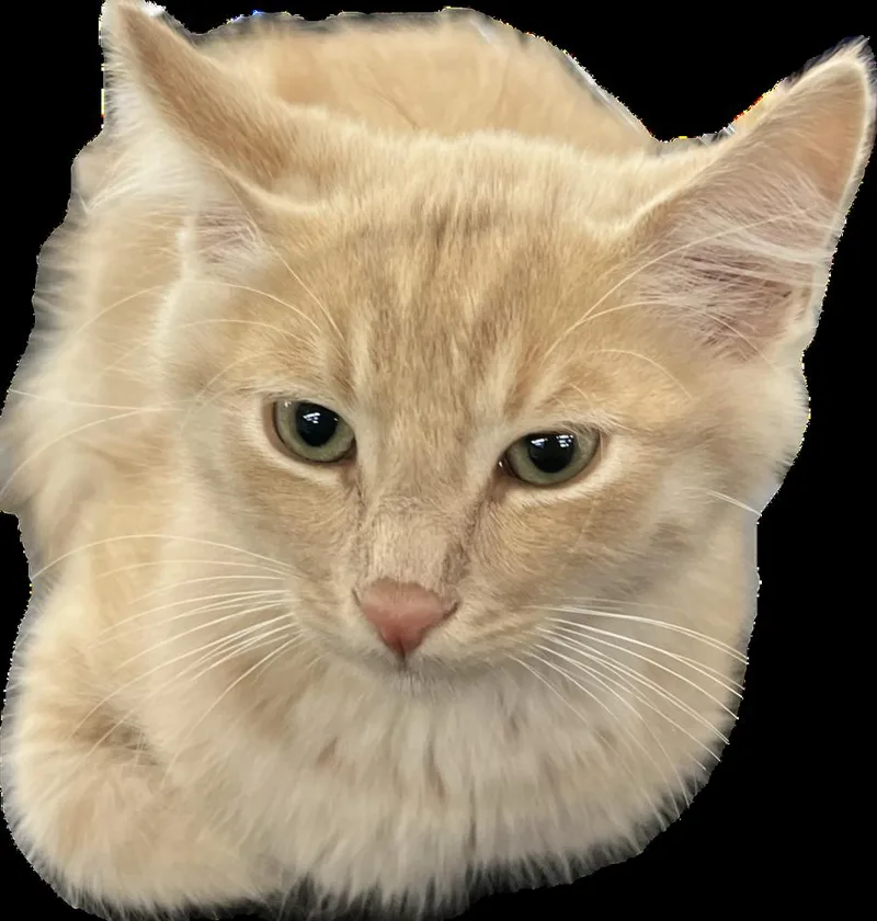 A baby small-sized male Orange & White Domestic Medium Hair cat named Tilmon for adoption in Redlands, CA
