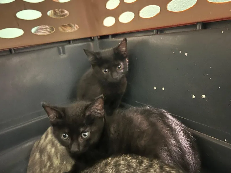 An adult medium-sized male Black Domestic Short Hair cat named Simple for adoption in Cromwell, KY
