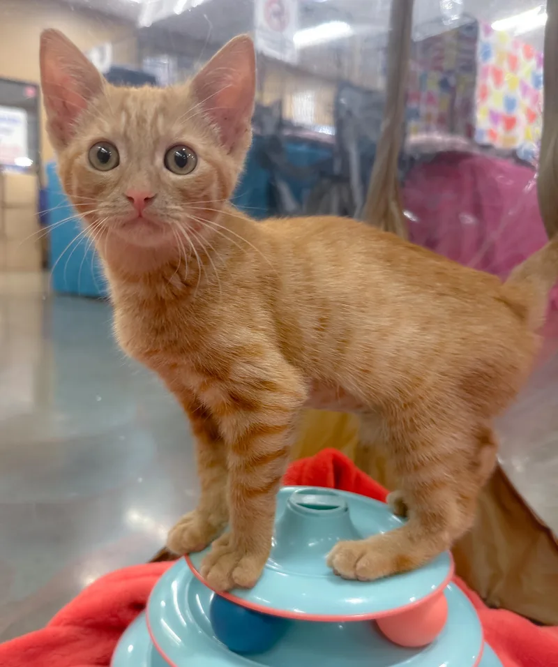 A baby medium-sized female Tabby (Orange / Red) Domestic Short Hair cat named Rhea for adoption in Oakley, CA