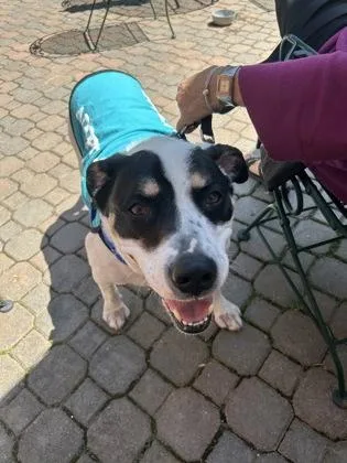 A senior large-sized male Mixed Breed dog named Bandit for adoption in Westland, MI