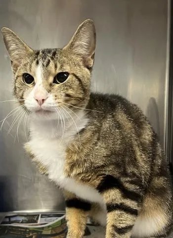 A young small-sized male Domestic Short Hair cat named Mopar for adoption in Clinton Township, MI