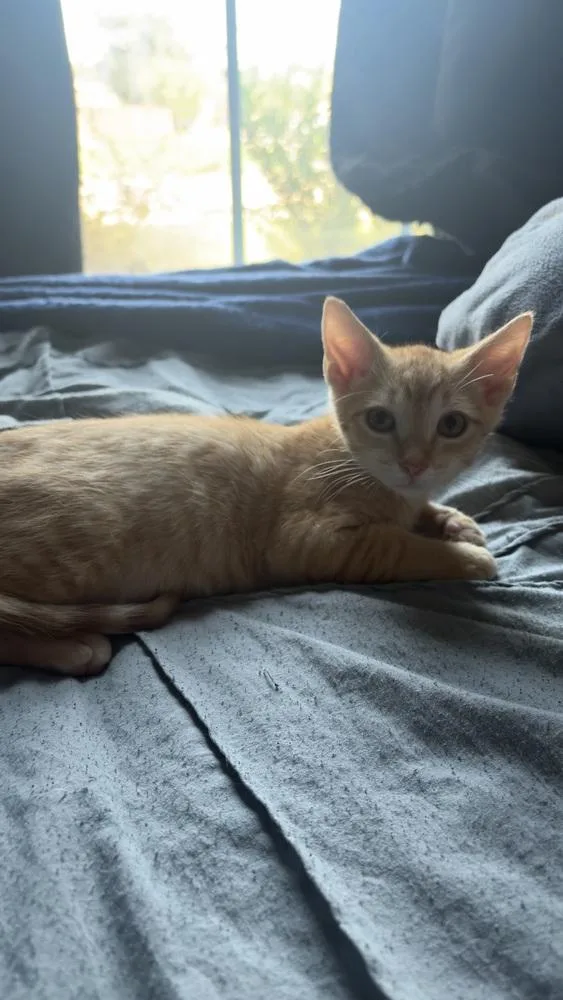 A baby small-sized male Orange / Red Domestic Short Hair cat named Harvy for adoption in Dallas, TX