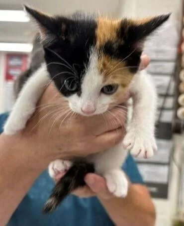A baby small-sized female Calico cat named Lotty for adoption in Dawson, GA