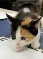 Lotty thumbnail 2