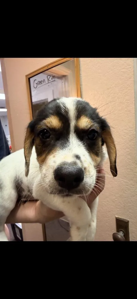 A baby medium-sized male Hound dog named Elm for adoption in South Bend, IN