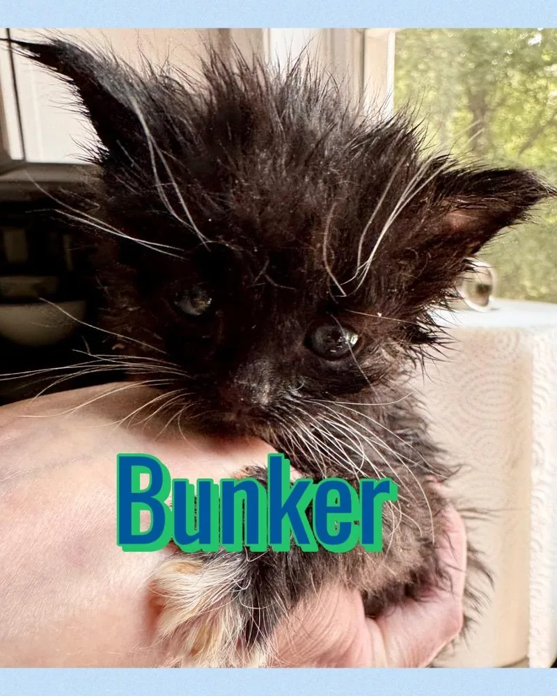 A baby small-sized male Domestic Medium Hair cat named Bunker for adoption in Leonardtown, MD