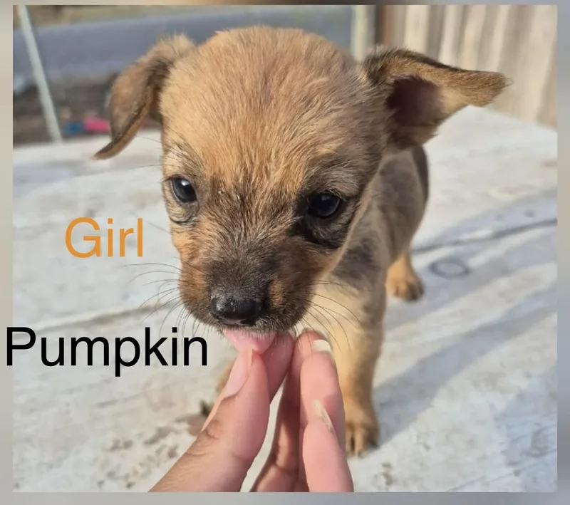 Pumpkin
