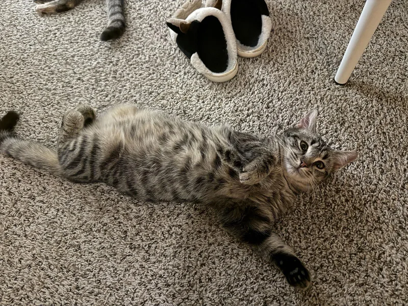 Willow & Zuzu Bonded